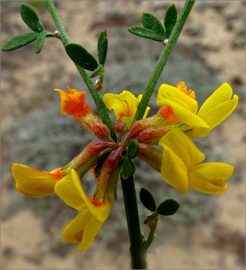 sm 302 Prostrate Deer Weed.jpg - Prostrate Deer Weed (Lotus scoparius): The plants grew with long running stems along the sand dunes.